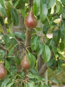 Pyrus c. 'Bonne Louise d'Avranches' 2jr. A kwal. wortelgoed struik - afbeelding 1