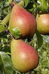 Pyrus c. 'Bonne Louise d'Avranches' 2jr. A kwal. wortelgoed struik - afbeelding 2