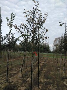 Pyrus c. 'Bonne Louise d'Avranches' 8-10 Hoogstam wortelgoed - afbeelding 3