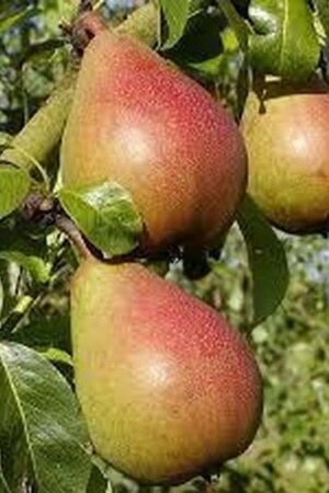 Pyrus c. 'Bonne Louise d'Avranches' 8-10 Hoogstam wortelgoed - afbeelding 2