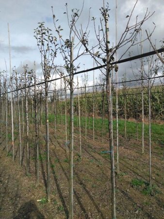 Pyrus c. 'Charneux' = (Légipont) 6-8 Hoogstam wortelgoed - afbeelding 3