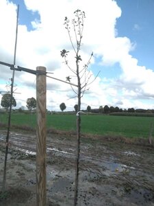 Pyrus c. 'Charneux' = (Légipont) 6-8 Hoogstam wortelgoed - afbeelding 2