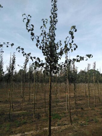 Pyrus c. 'Beurré Hardy' = Gellerts Butterbirne 10-12 STA BR - image 2