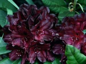 Rhododendron 'Black Widow' ZEER DONKERROOD 25-30 cm cont. 4,0L