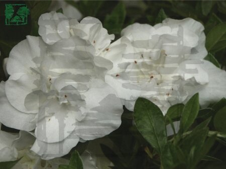 Rhododendron (AJ) 'Hardy Gardenia' WIT 25-30 cm cont. 3,0L