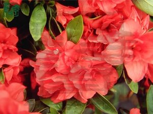 Rhododendron (AJ) 'Mary Desby' 30-40 cm cont. 3,0L