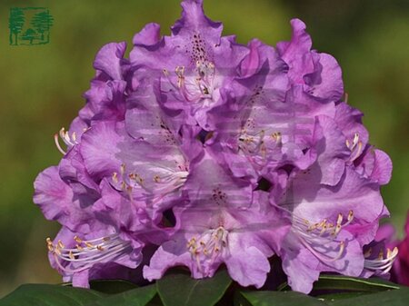 Rhododendron 'True Blue' 30-40 cm cont. 4,0L