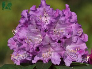 Rhododendron 'True Blue' 30-40 cm cont. 4,0L