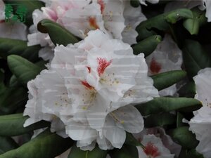 Rhododendron (Y) 'Apollonia' 25-30 cm cont. 3,0L