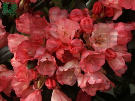 Rhododendron (Y) 'Bambi' 25-30 cm cont. 3,0L