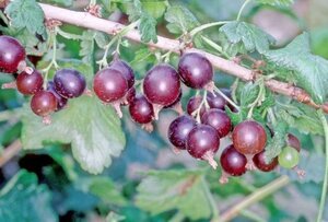 Ribes Jostaberry 60-100 cm cont. 3,0L 3-5 BR