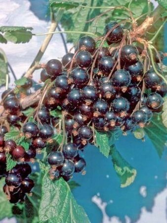 Ribes nigr. 'Ben Lomond' 60-100 cm cont. 3,0L 3-5 BR