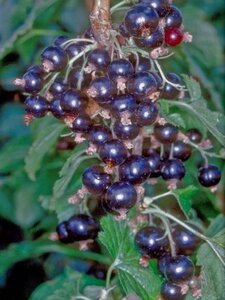 Ribes nigr. 'Ben More' 60-100 cm cont. 3,0L 3-5 BR