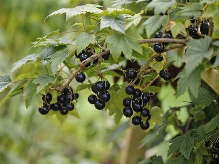 Ribes nigr. 'Black Reward' ZWART geen maat specificatie BR 3-5 BR bushes - image 1