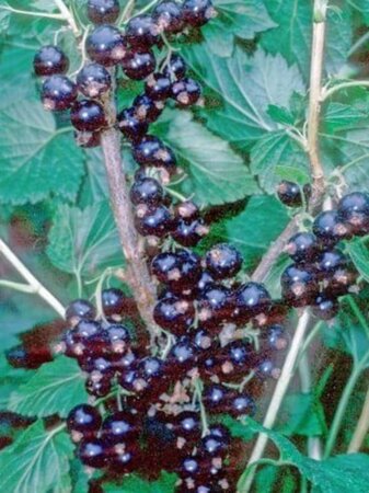 Ribes nigr. 'Black Reward' ZWART geen maat specificatie BR 3-5 BR bushes - image 2