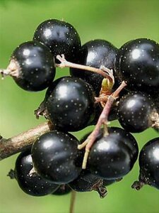 Ribes nigr. 'Wellington XXX' 60-100 cm cont. 3,0L 3-5 BR - image 1