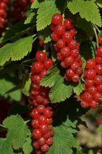 Ribes r. 'Heinemann's Rote Spätle.' 60-100 cm cont. 3,0L 3-5 BR - image 1