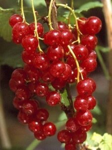 Ribes r. 'Junifer' 60-100 cm cont. 3,0L 3-5 BR - image 1
