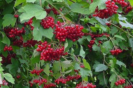 Ribes r. 'Rolan' geen maat specificatie BR 3-5 BR bushes - image 1