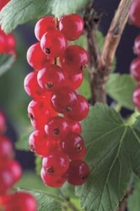 Ribes r. 'Rondom' 60-100 cm cont. 3,0L 3-5 BR - image 1