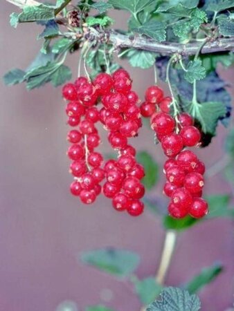 Ribes r. 'Stanza' ROOD 60-100 cm cont. 3,0L 3-5 BR