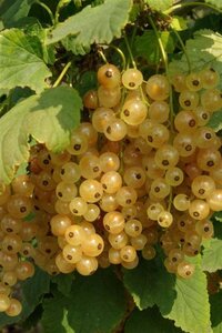 Ribes rub. 'Witte Hollander' WIT 60-100 cm cont. 3,0L 3-5 BR - image 1