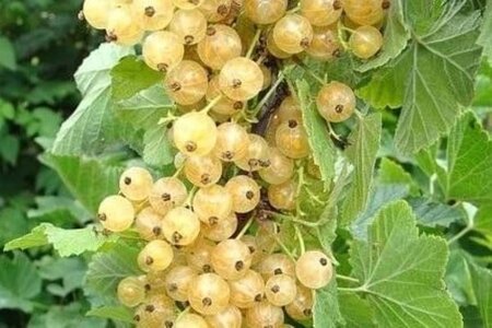 Ribes rub. 'Witte Parel' 80-100 cm BR stam - image 2