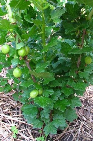 Ribes u.-c. 'Invicta' WIT geen maat specificatie BR 5-8 BR bushes - image 1