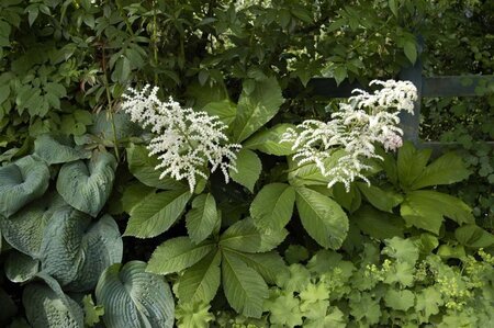 Rodgersia aesculifolia geen maat specificatie 0,55L/P9cm - afbeelding 2