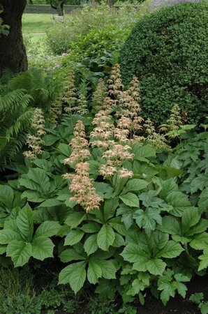 Rodgersia aesculifolia geen maat specificatie 0,55L/P9cm - afbeelding 3