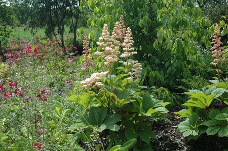 Rodgersia aesculifolia geen maat specificatie 0,55L/P9cm - afbeelding 4