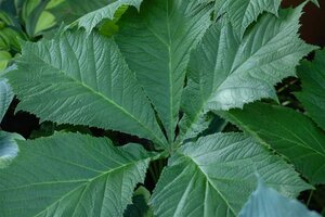 Rodgersia aesculifolia geen maat specificatie 0,55L/P9cm - afbeelding 5