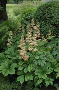 Rodgersia aesculifolia geen maat specificatie 0,55L/P9cm - image 3