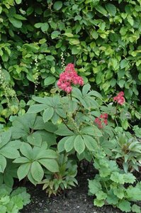 Rodgersia pinnata geen maat specificatie 0,55L/P9cm - afbeelding 2