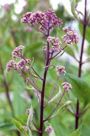 Rodgersia pinnata geen maat specificatie 0,55L/P9cm - afbeelding 3