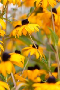 Rudbeckia f. 'Goldsturm' geen maat specificatie 0,55L/P9cm - image 2