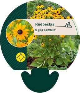 Rudbeckia f. 'Goldsturm' geen maat specificatie 0,55L/P9cm - image 1