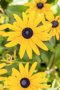 Rudbeckia f. 'Goldsturm' geen maat specificatie 0,55L/P9cm - image 3