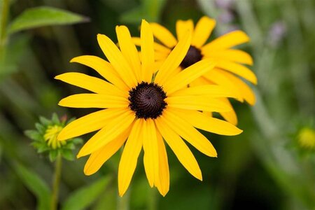 Rudbeckia fulgida deamii geen maat specificatie 0,55L/P9cm - image 2