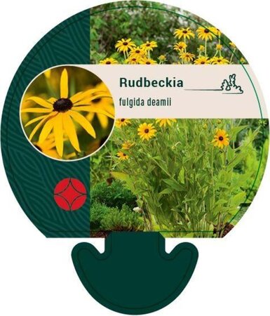 Rudbeckia fulgida deamii geen maat specificatie 0,55L/P9cm - image 1