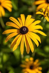 Rudbeckia fulgida deamii geen maat specificatie 0,55L/P9cm - image 3