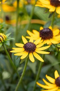 Rudbeckia f. 'Little Goldstar' geen maat specificatie 0,55L/P9cm - image 1