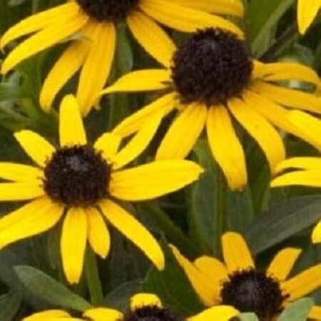 Rudbeckia f. 'Little Goldstar' geen maat specificatie 0,55L/P9cm - image 7