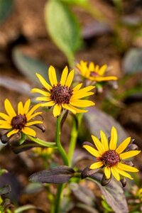 Rudbeckia f. 'Little Goldstar' geen maat specificatie 0,55L/P9cm - image 2