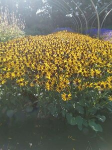 Rudbeckia f. 'Little Goldstar' geen maat specificatie 0,55L/P9cm - image 5