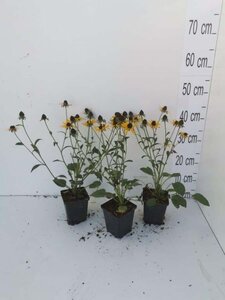 Rudbeckia f. 'Little Goldstar' geen maat specificatie 0,55L/P9cm - image 6