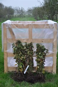 Rubus frut. 'Thornless Evergreen' 70 cm vierkant 2L