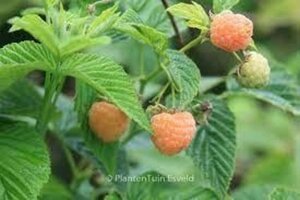 Rubus idaeus 'Fallgold' geel HERFST  40-50 cm cont. 3,0L - image 1