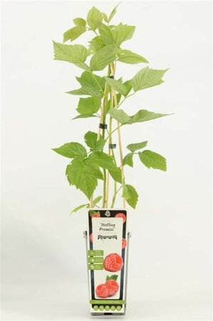 Rubus idaeus 'Malling Promise' rood ZOMER 70 cm vierkant 2L - image 3