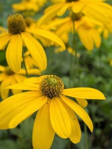 Rudbeckia nitida 'Herbstsonne' geen maat specificatie 0,55L/P9cm - image 3